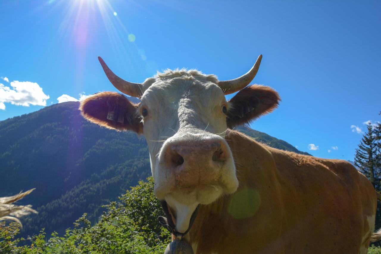 Fruehstueckspension Knappaschneider Homestay *